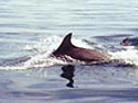 Dolphin jumping alongside BJ