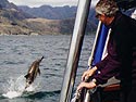 Dolphin escorting Bella Jane into the Cuillins