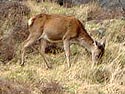 Red Deer 100 metres from Landing Steps 