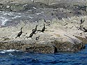 Shags on Rock 