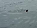 Small Basking Shark 