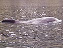 White Beaked Dolphin 50 metres from BJ at steps 